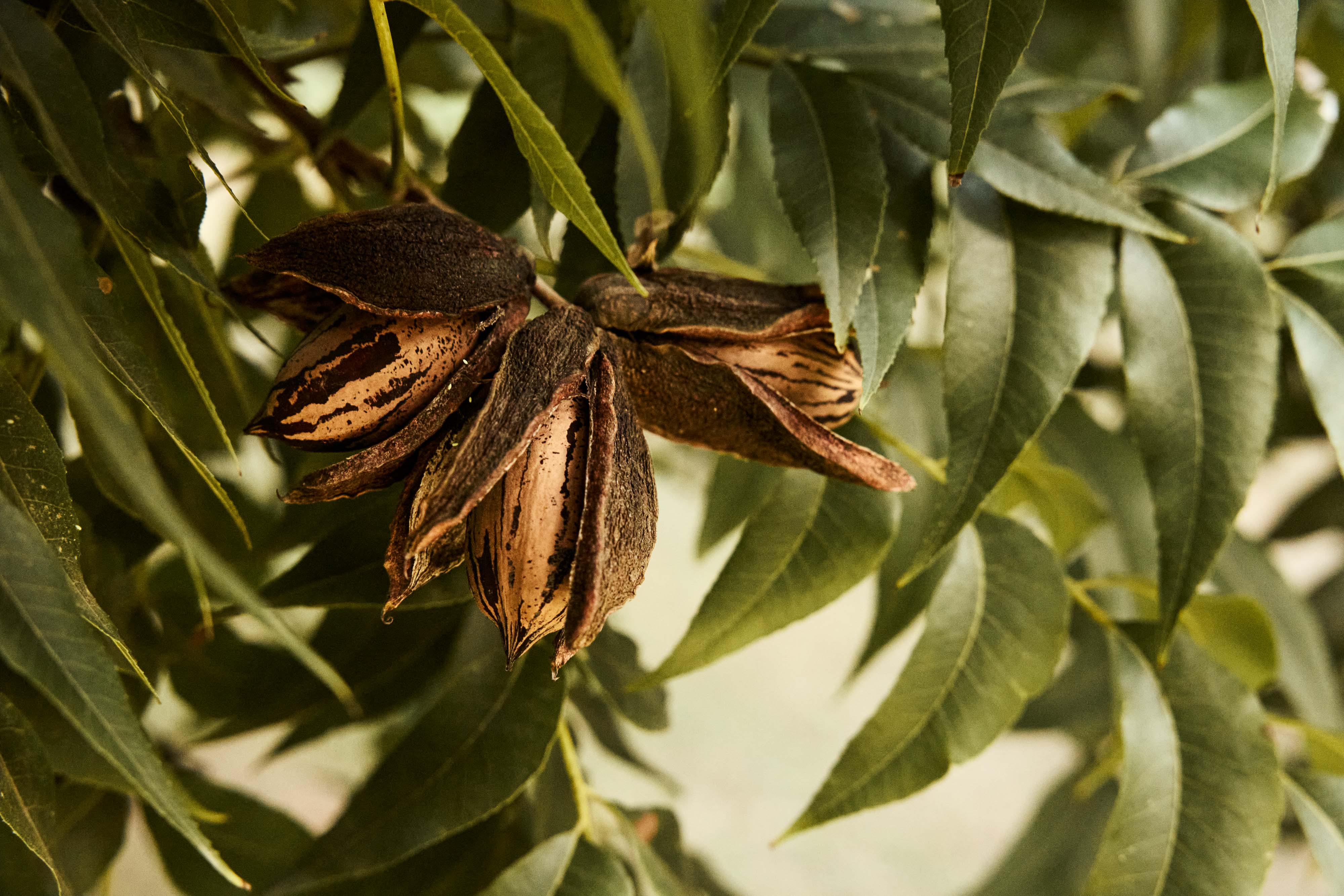 Pecan Tree