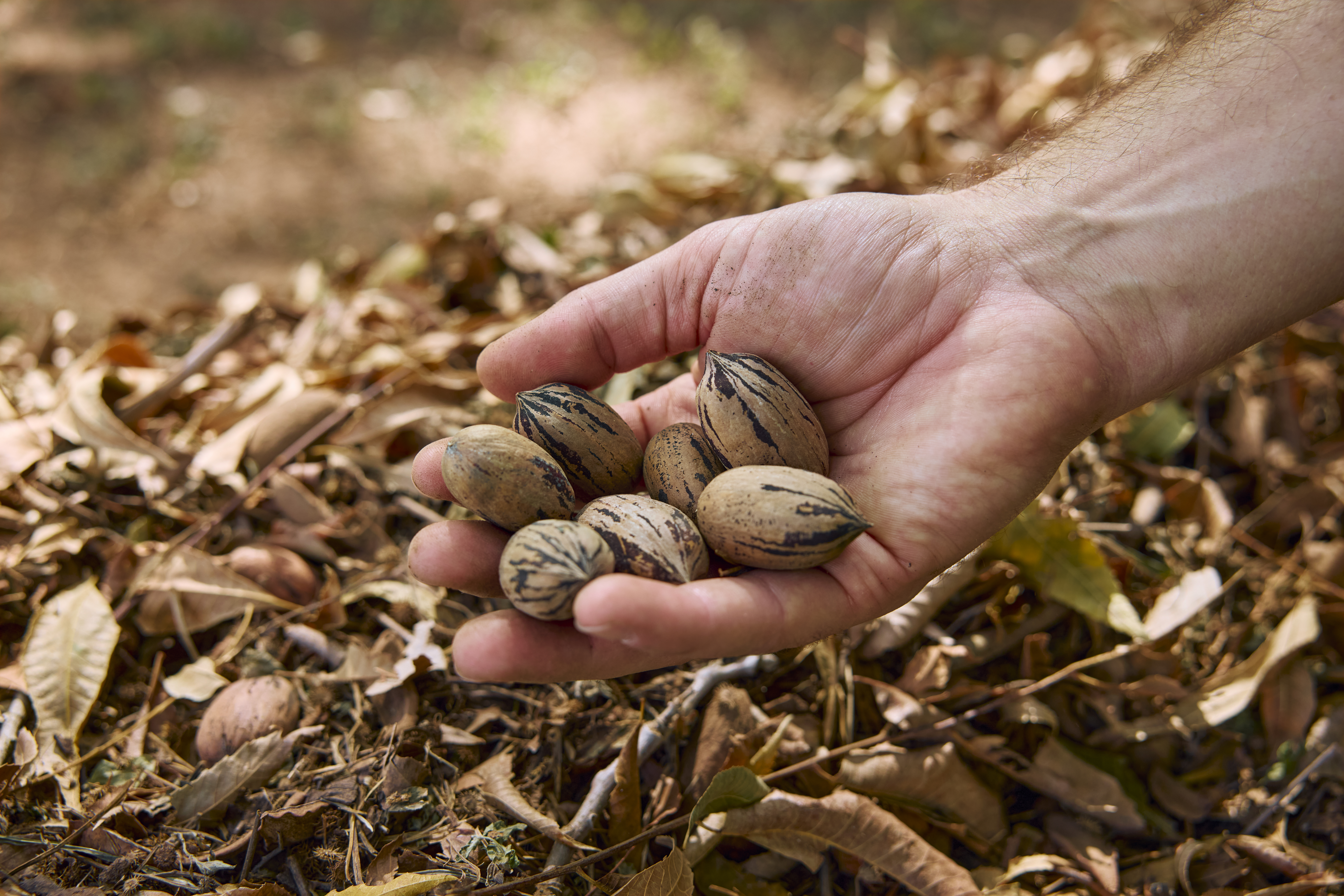 Orchard Hand of Pecans