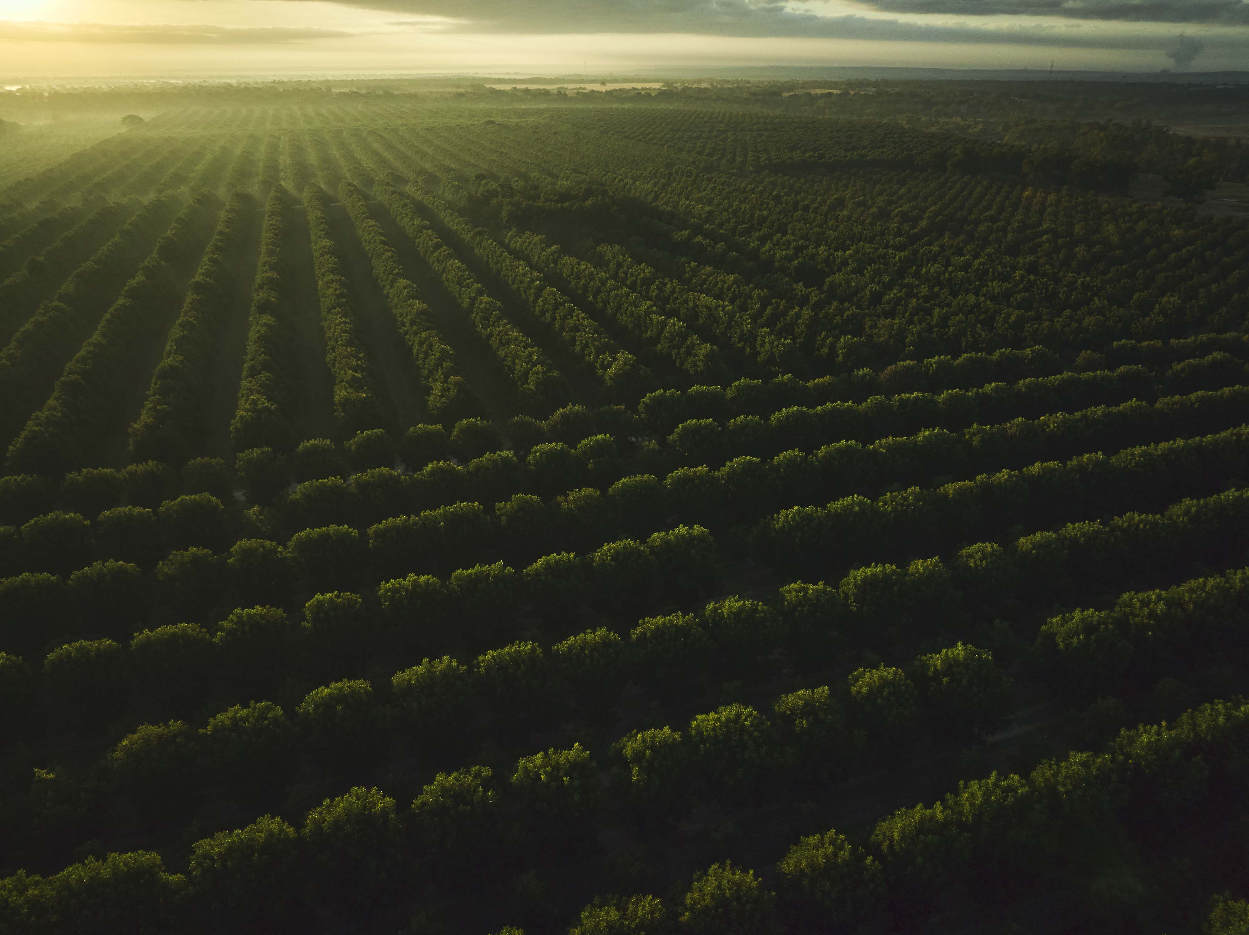 Orchard Drone Shot