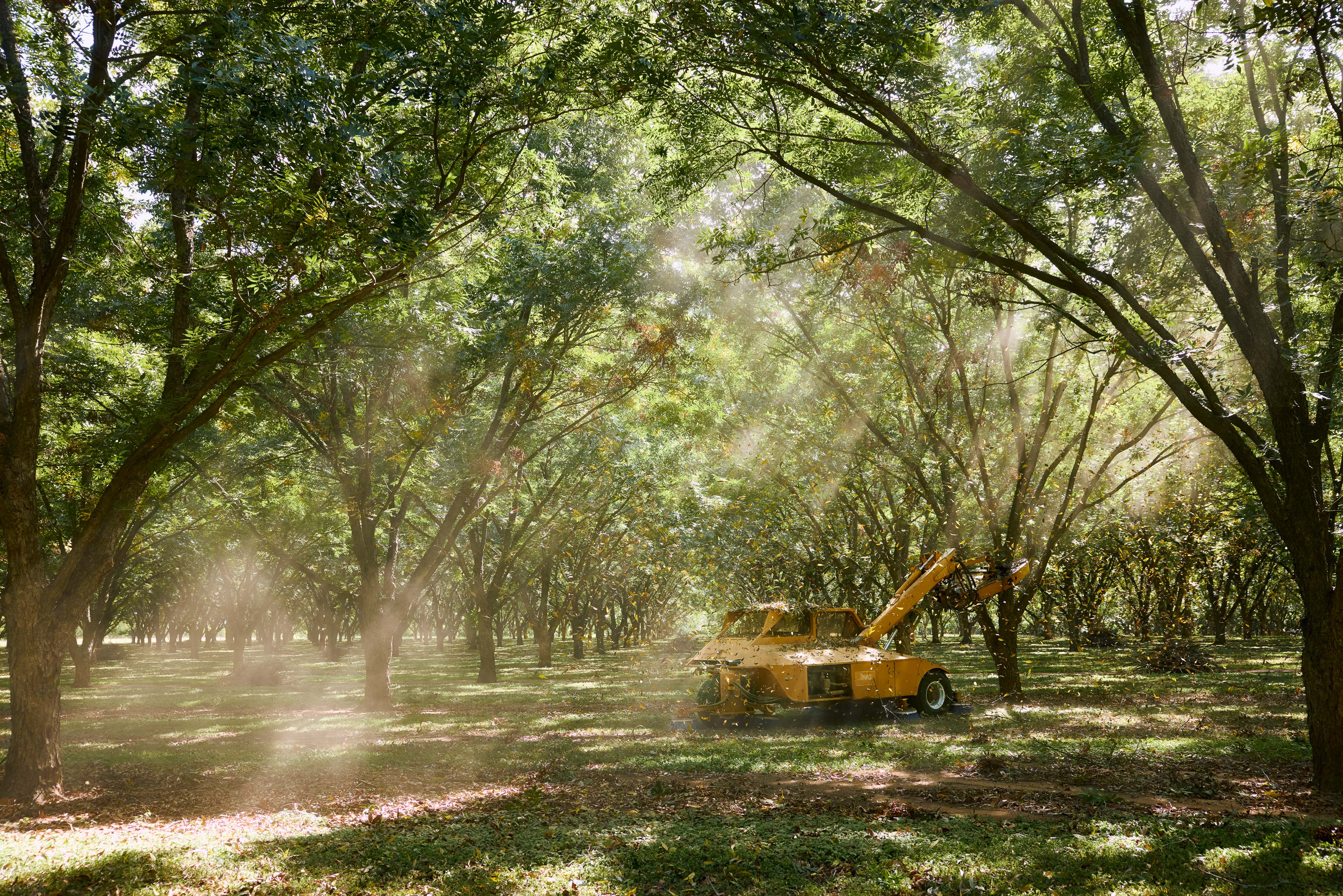A tractor is located in the middle of the pecan trees.