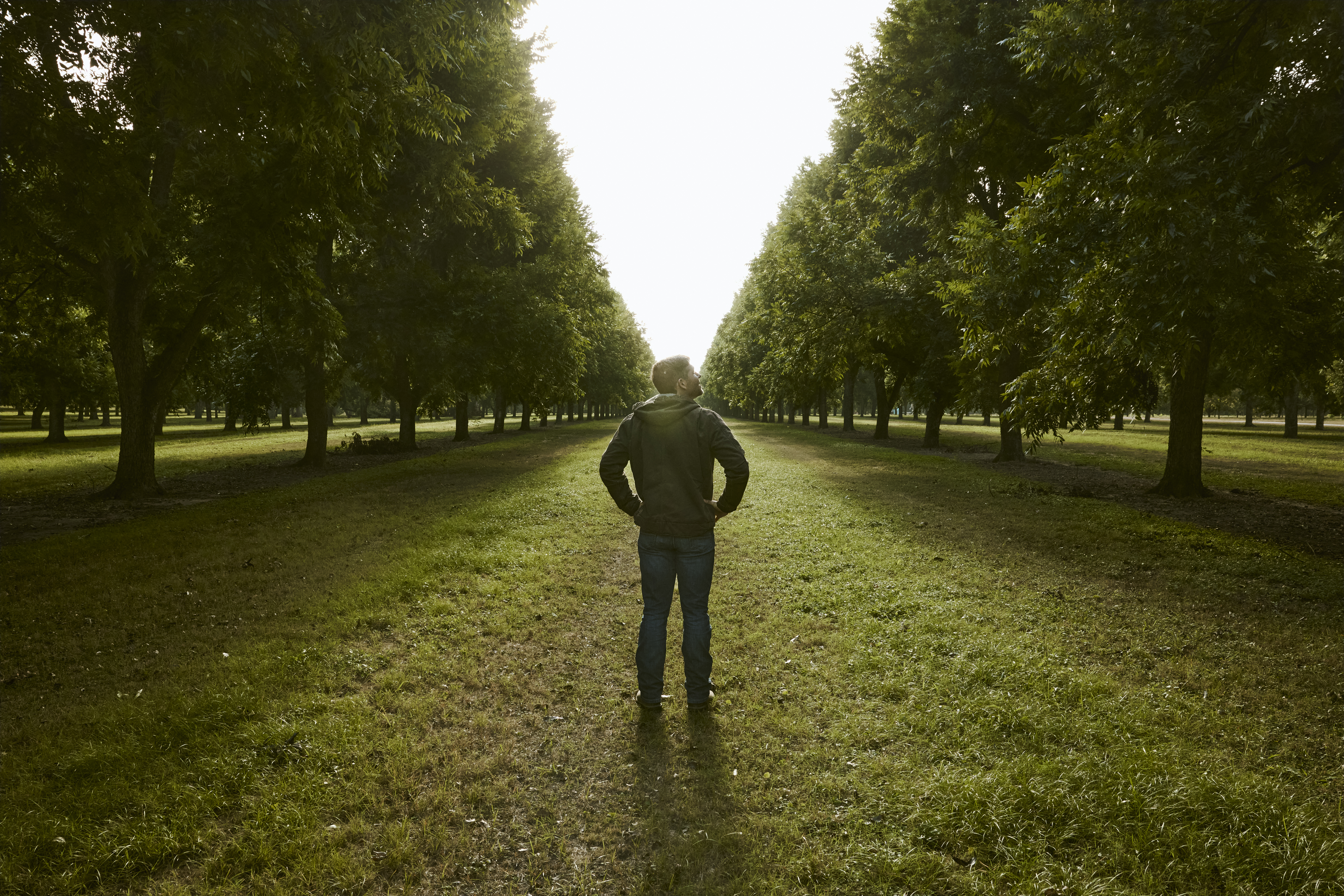 Orchard Image