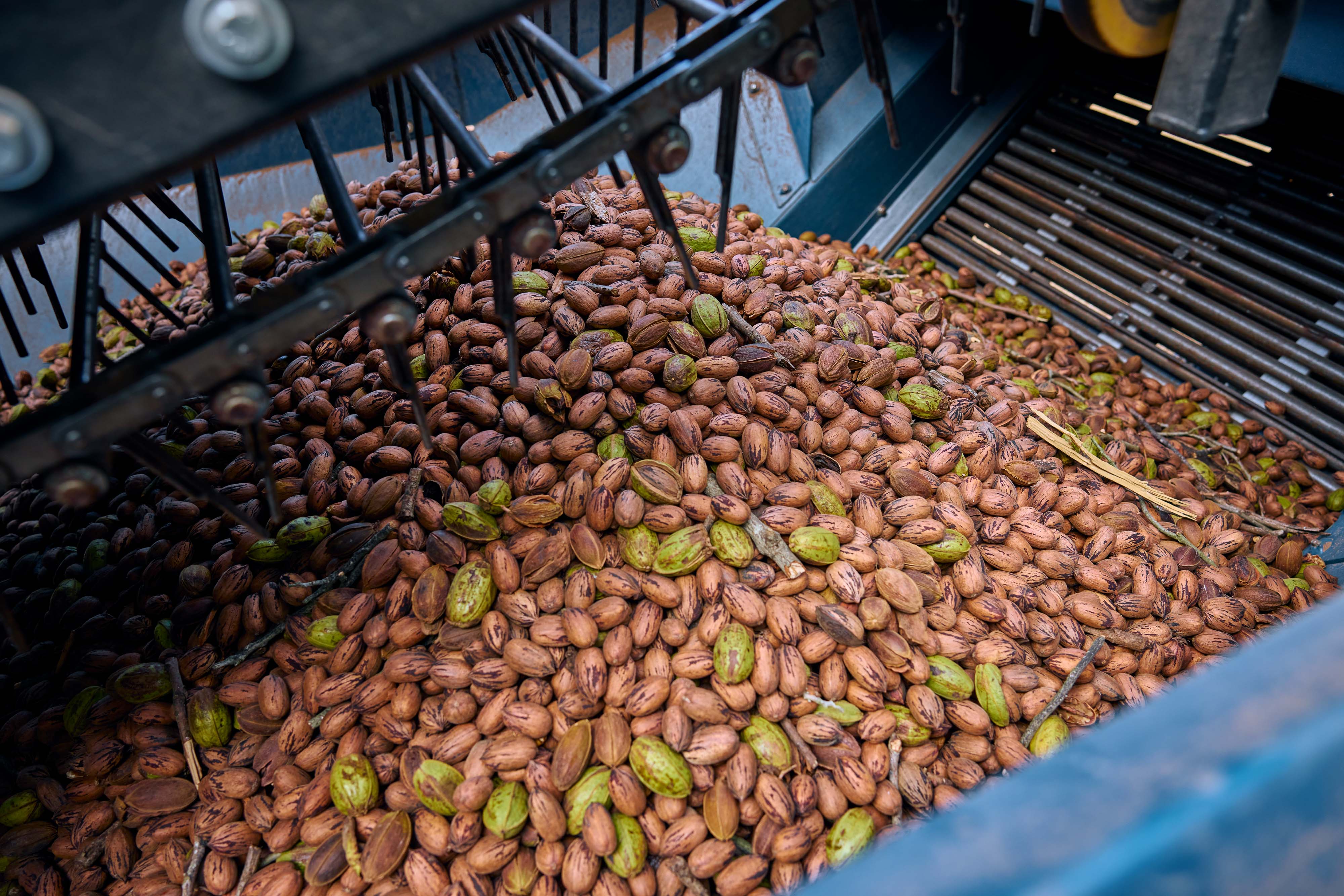 Pecans