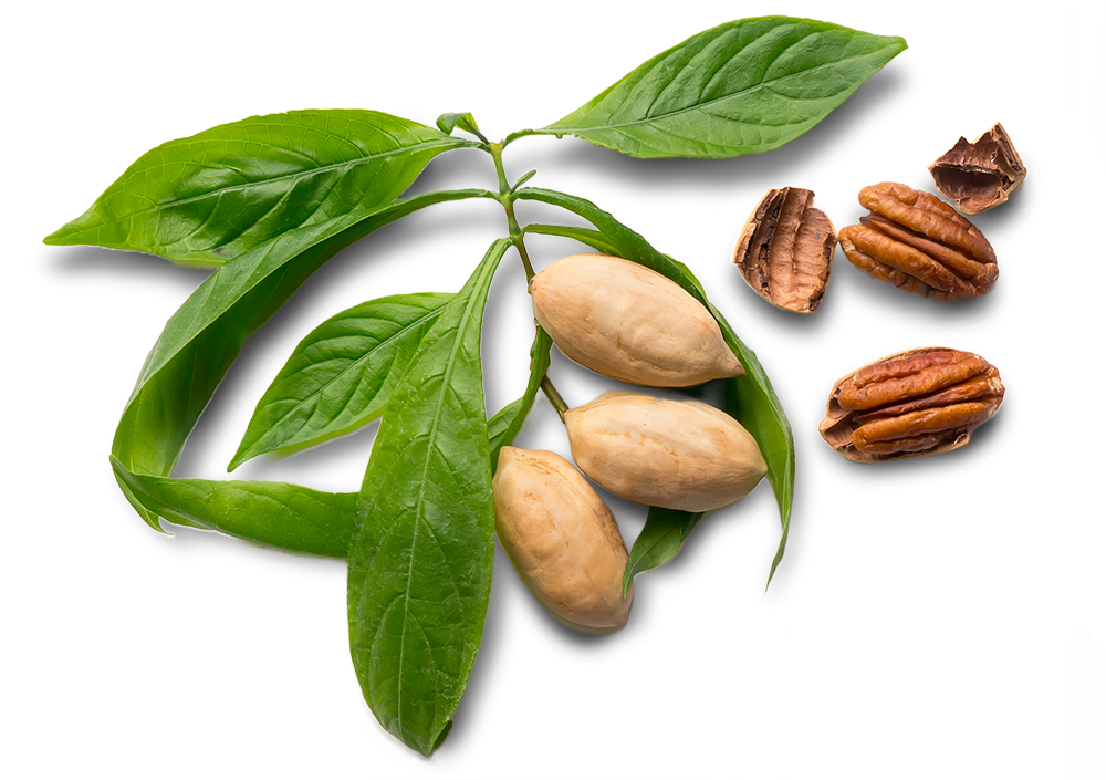 Pecans and Pecan Leaves